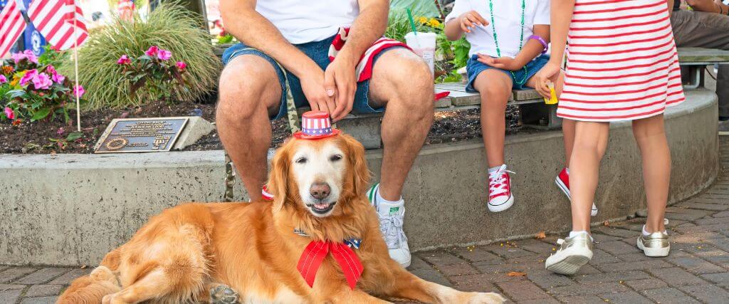 dog wearing patriotic hat