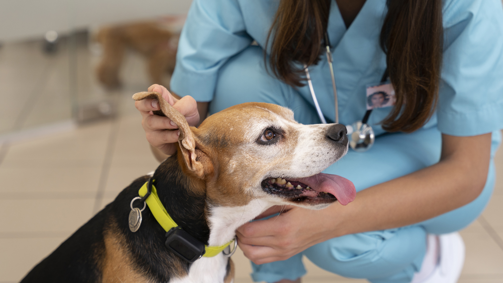 Dog Wellness Exams In Medina County, OH Cloverleaf Animal Hospital