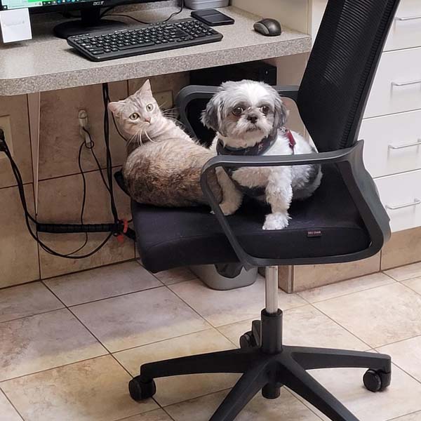 dog and cat on a chair