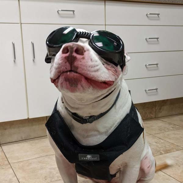 dog wearing goggles at vet