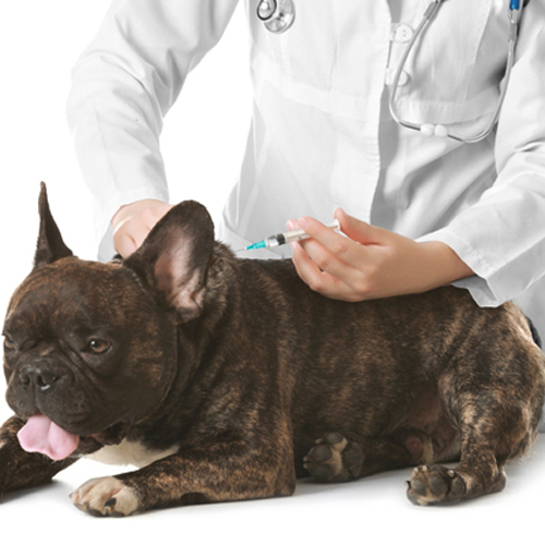 Dog Vaccination 