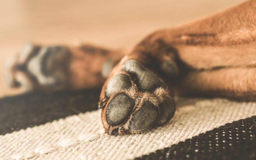 Brown dog’s paws laying on rug