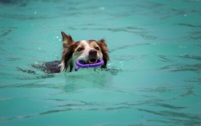Ensuring the Safety of Pets During Swimming