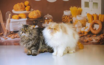 Thanksgiving Safety Tips Every Pet Owner Should Know